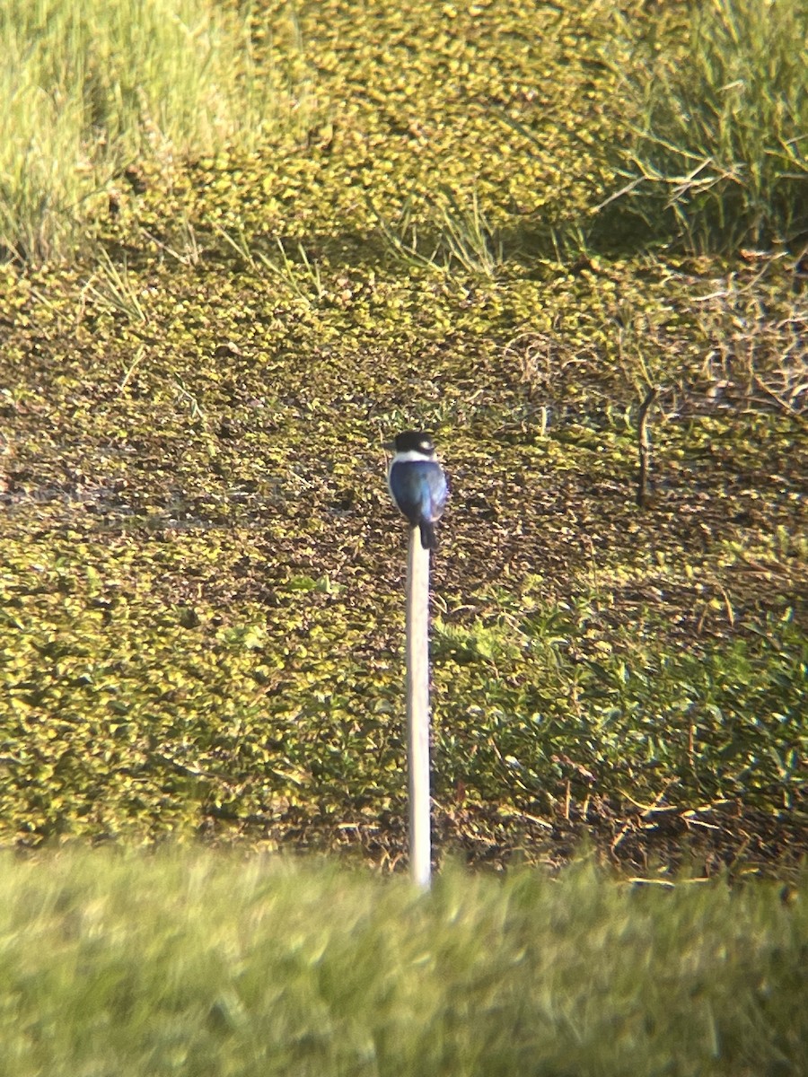 Forest Kingfisher - ML641156699