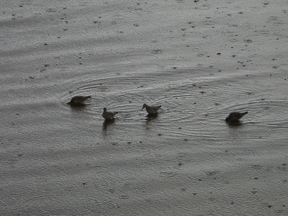 Red Knot - ML641156717