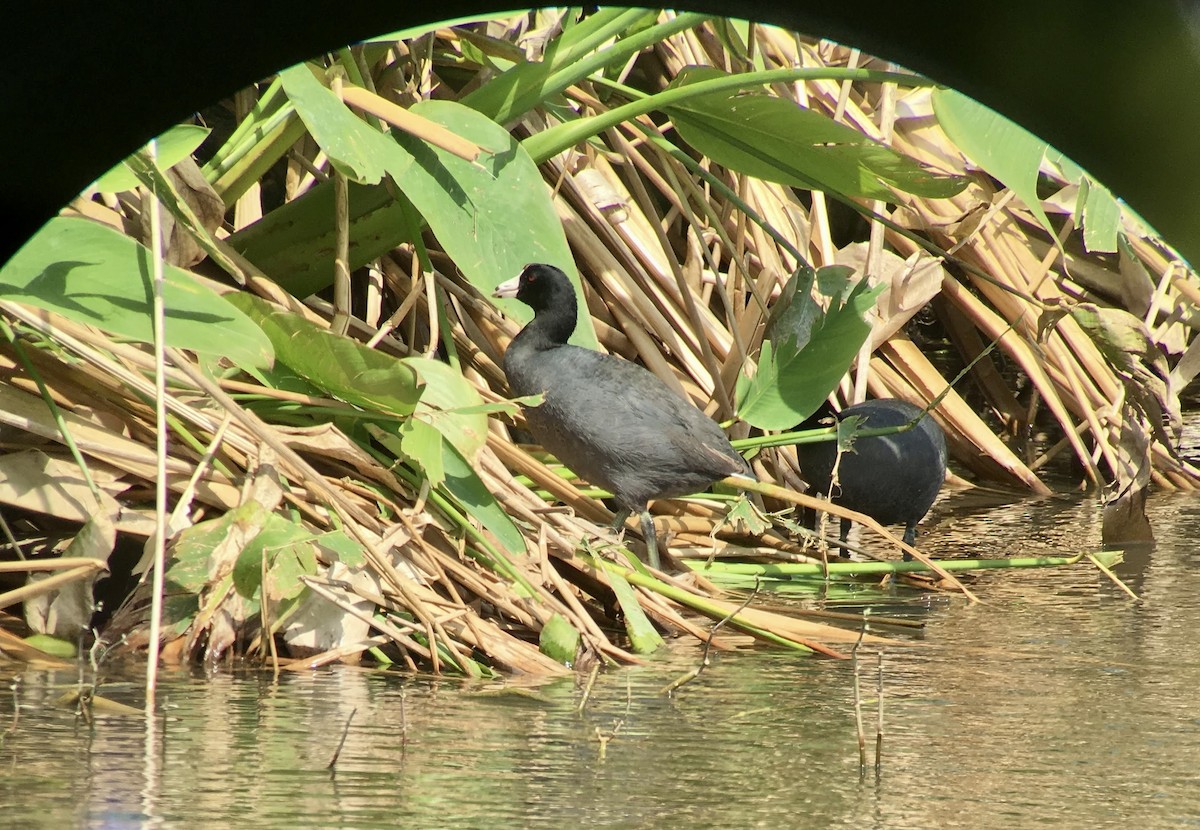 American Coot - ML641156752