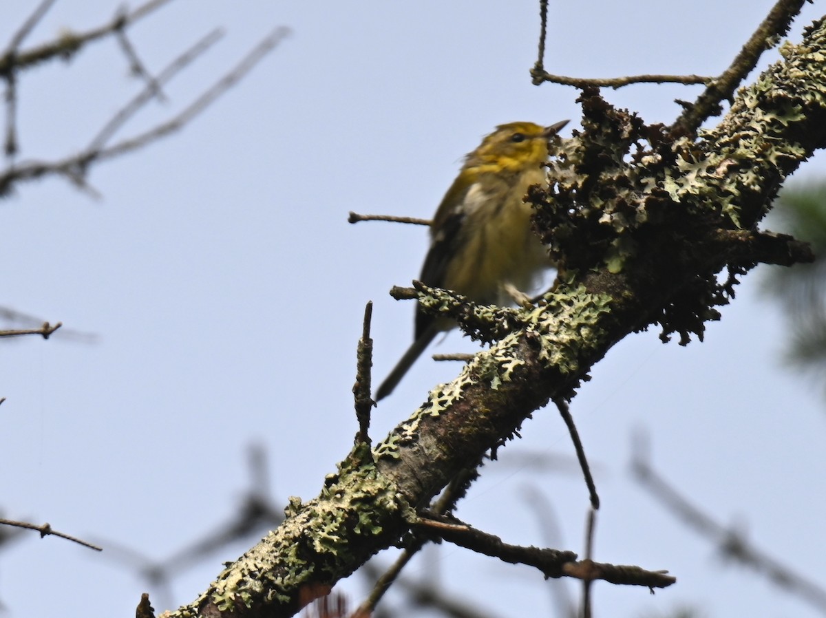 Black-throated Green Warbler - ML641156753