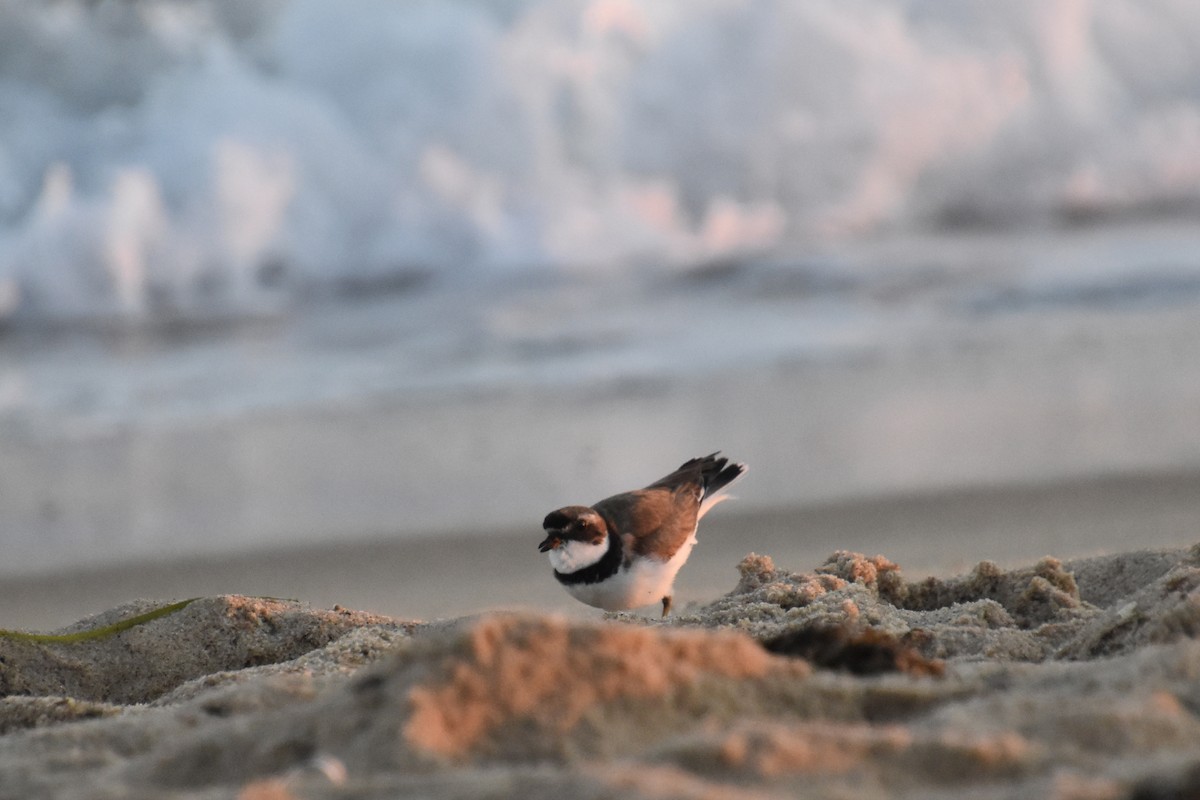 Semipalmated Plover - ML641156756