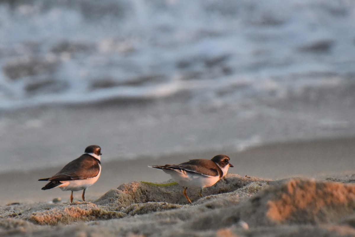 Semipalmated Plover - ML641156763