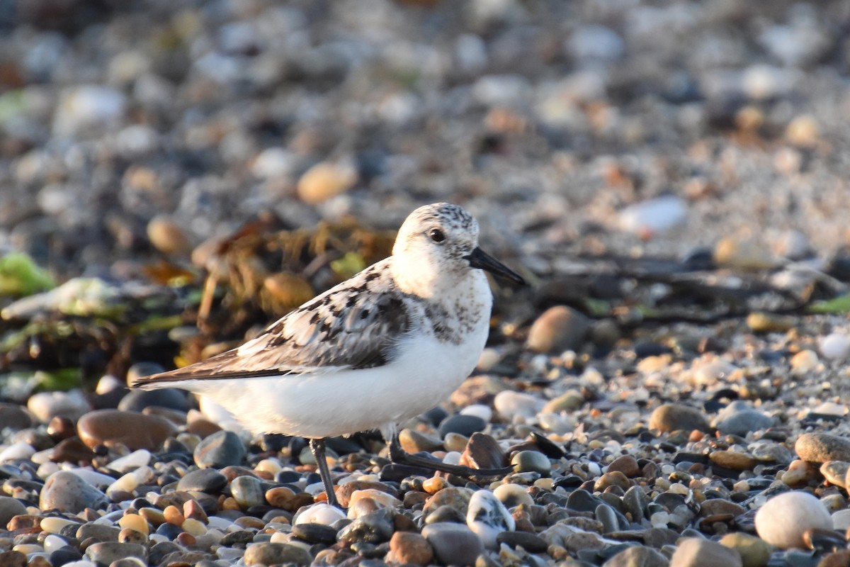 Sanderling - ML641156784