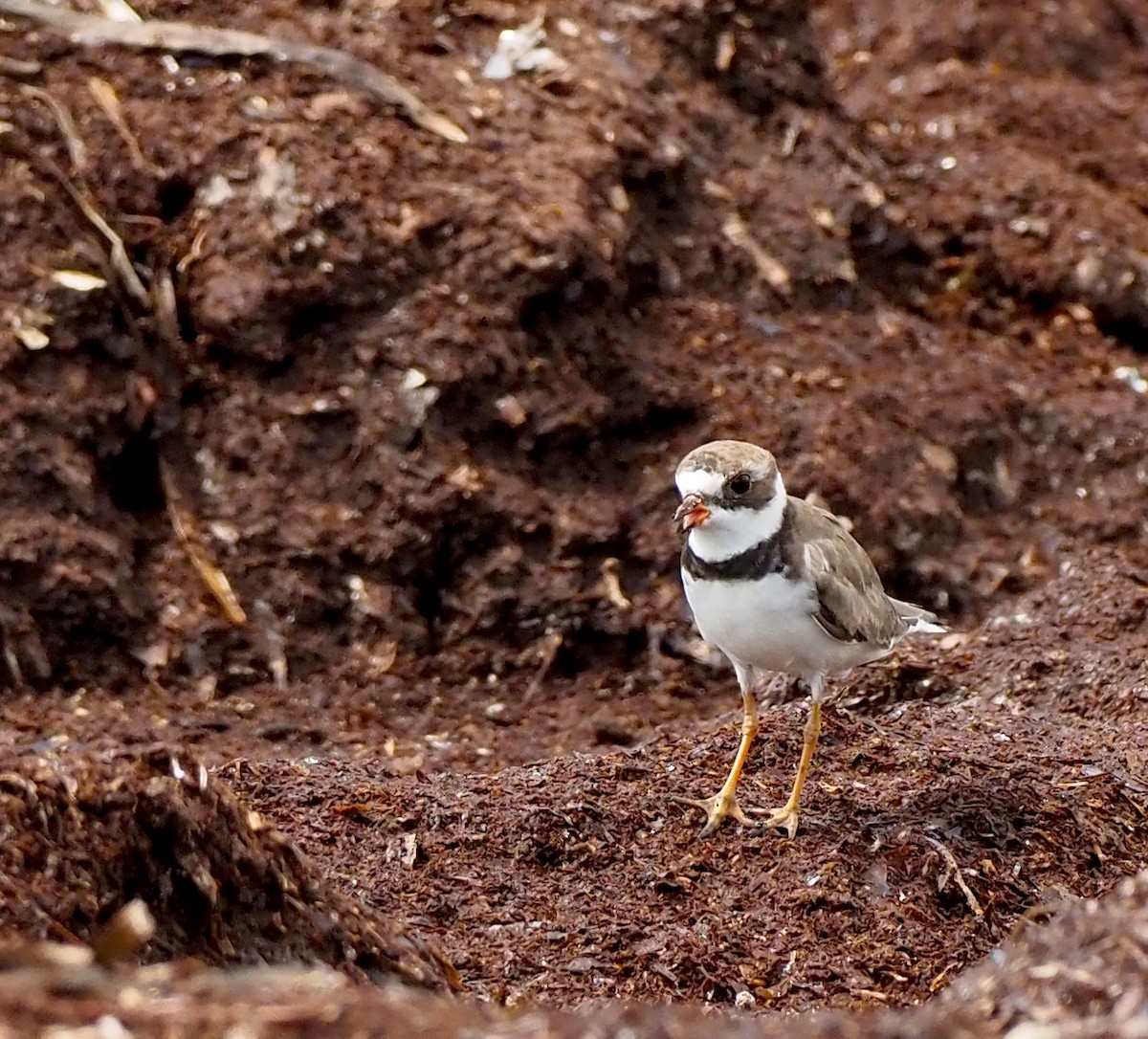 Semipalmated Plover - ML641156796