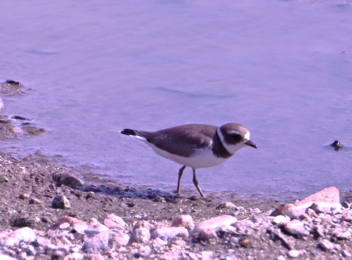Semipalmated Plover - ML641156823