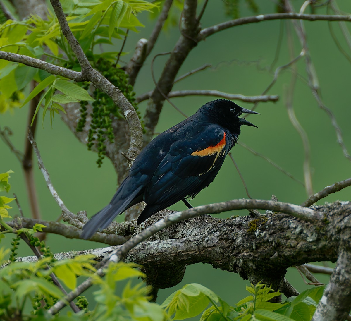 Red-winged Blackbird - ML641156838