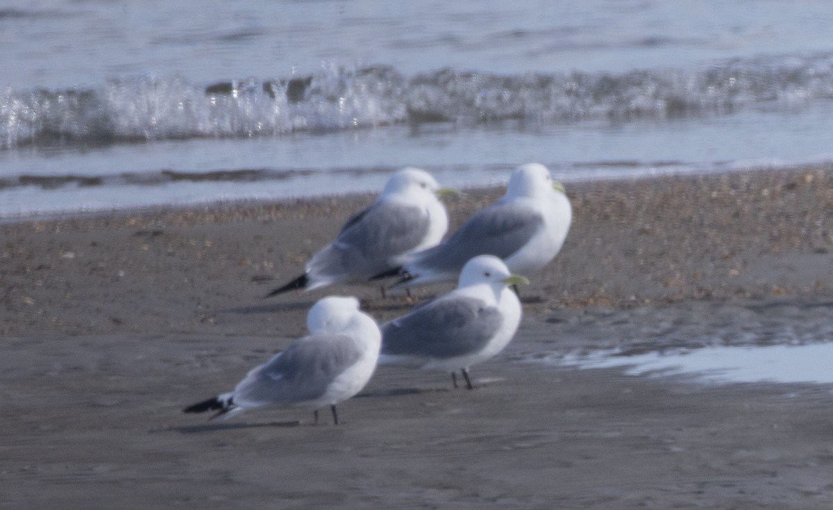 Gaviota Tridáctila - ML641156843