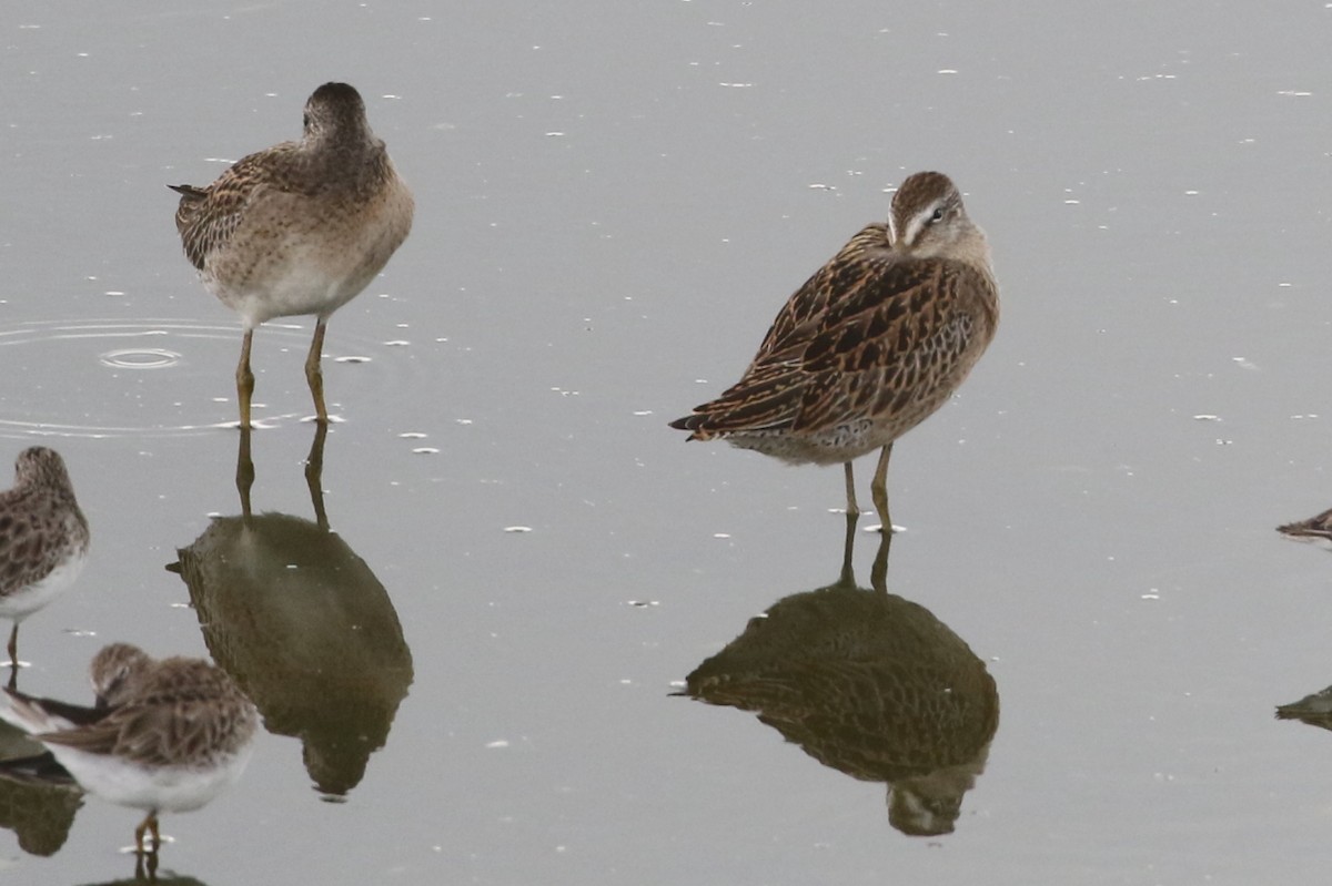 Short-billed Dowitcher - ML641156845
