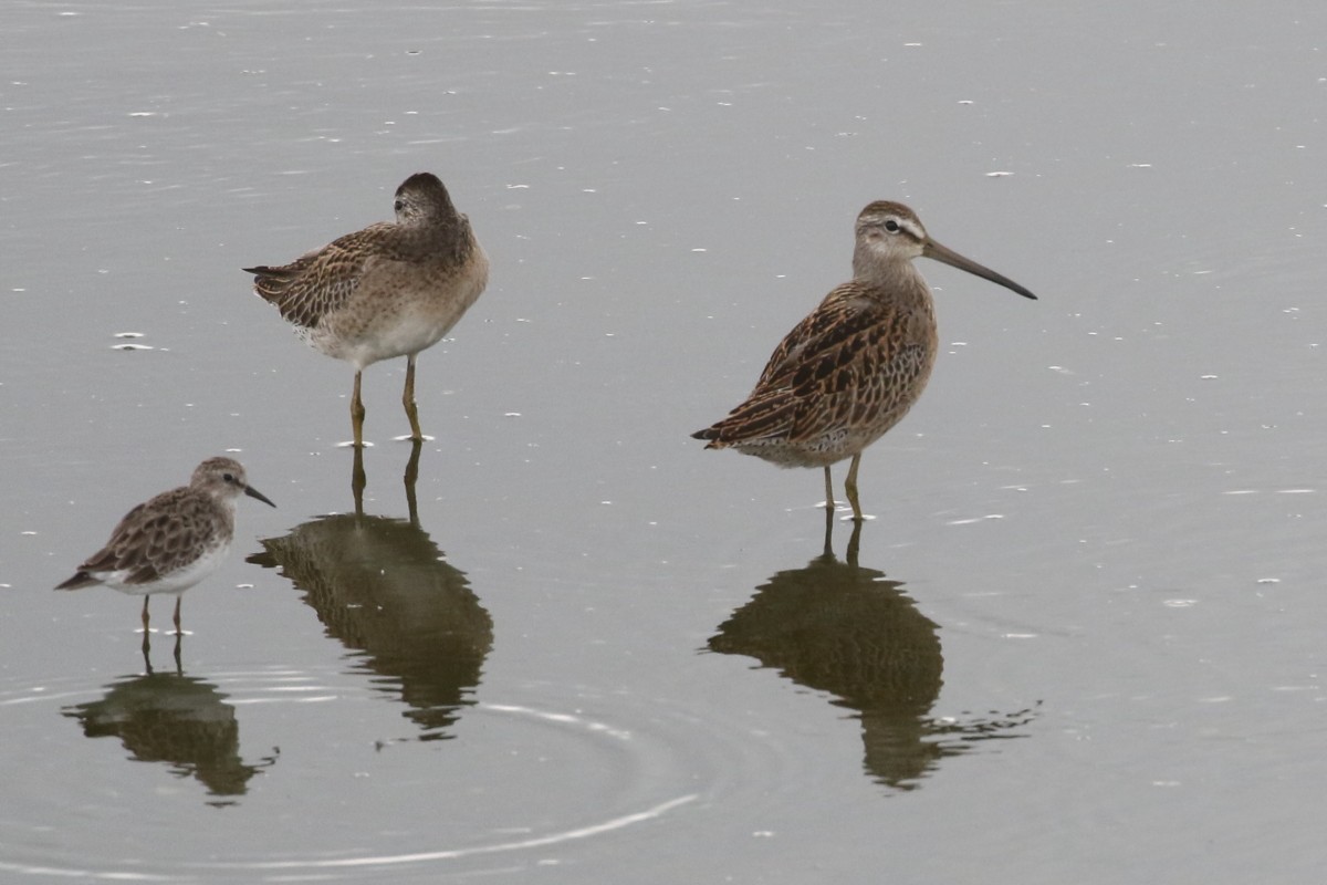 Short-billed Dowitcher - ML641156846