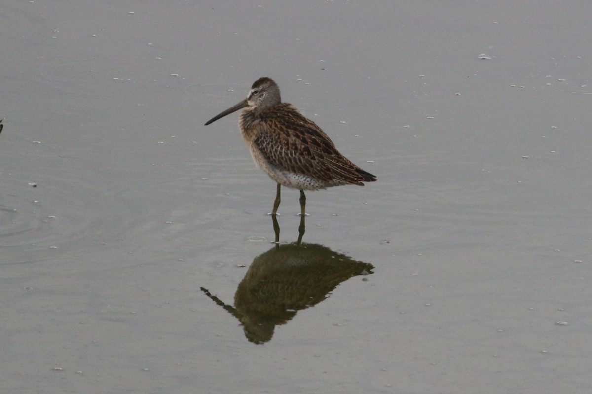 Short-billed Dowitcher - ML641156847