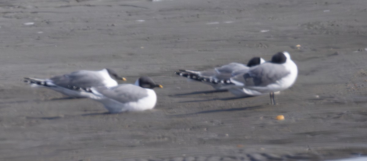 クビワカモメ - ML641156857