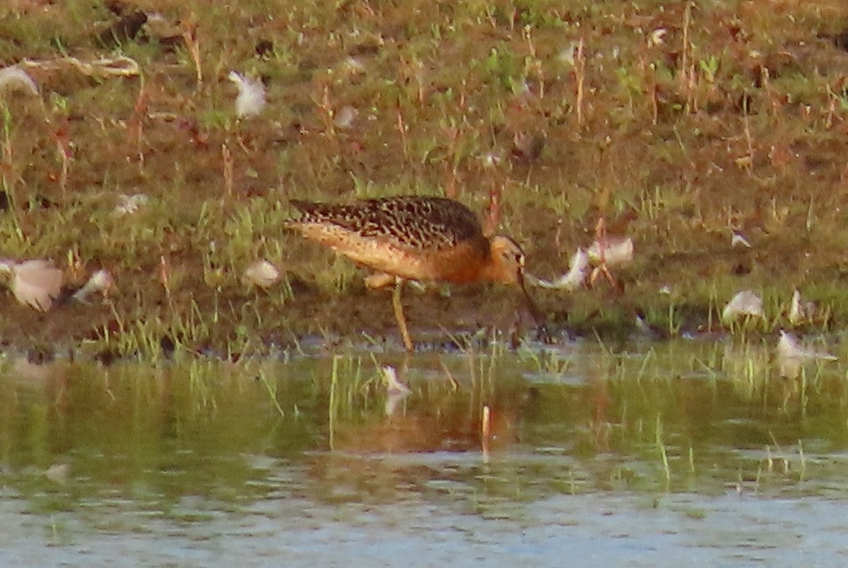 slukovec krátkozobý - ML641156868