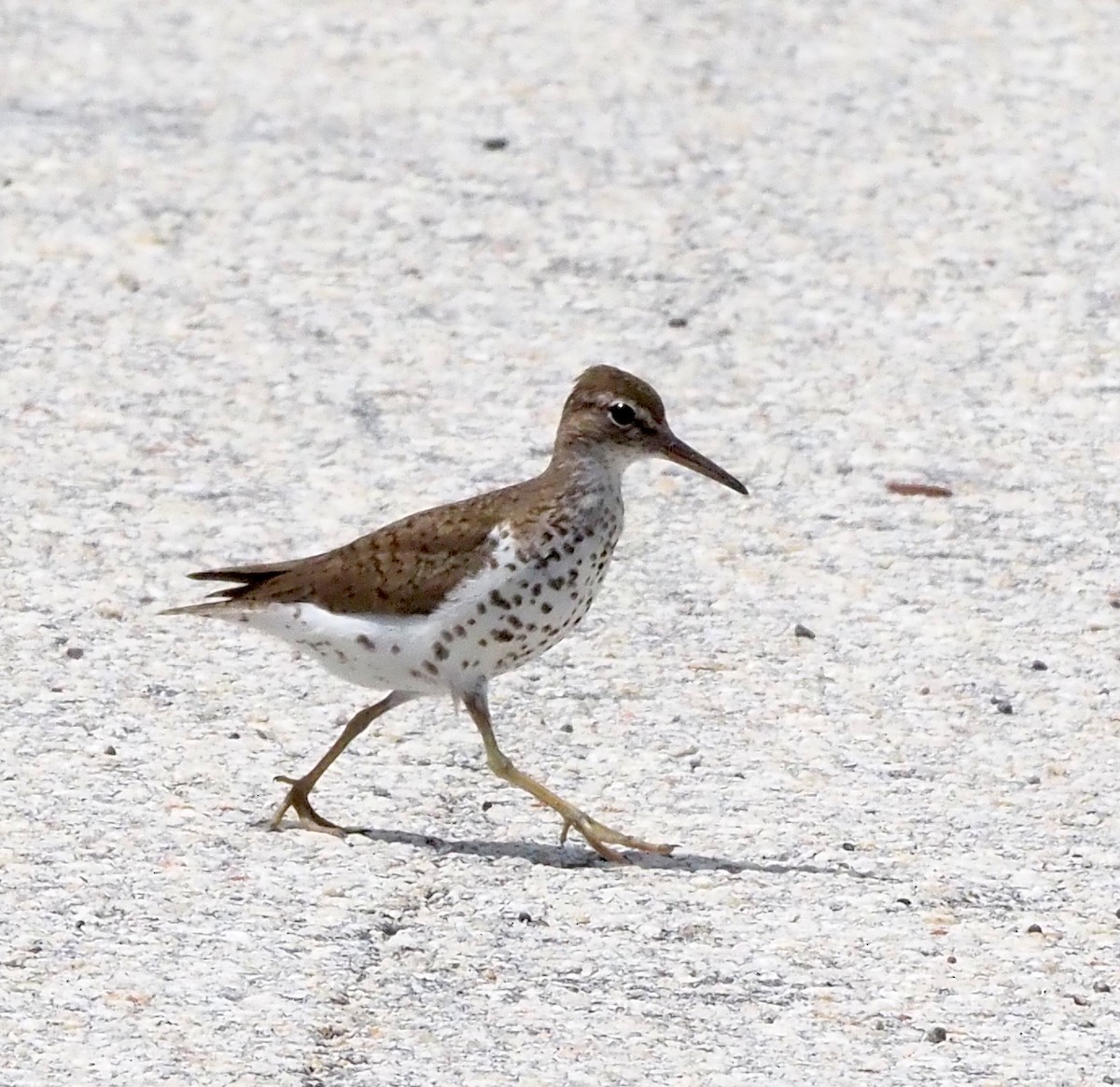 Spotted Sandpiper - ML641156871