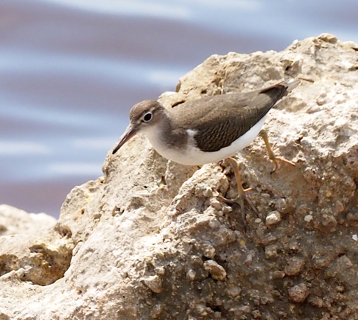 Spotted Sandpiper - ML641156872