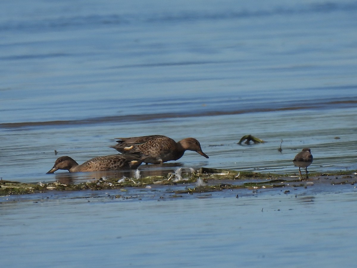 Green-winged Teal - ML641156877