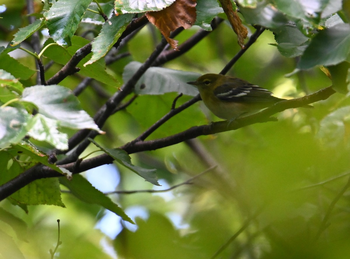 new world warbler sp. - ML641156903