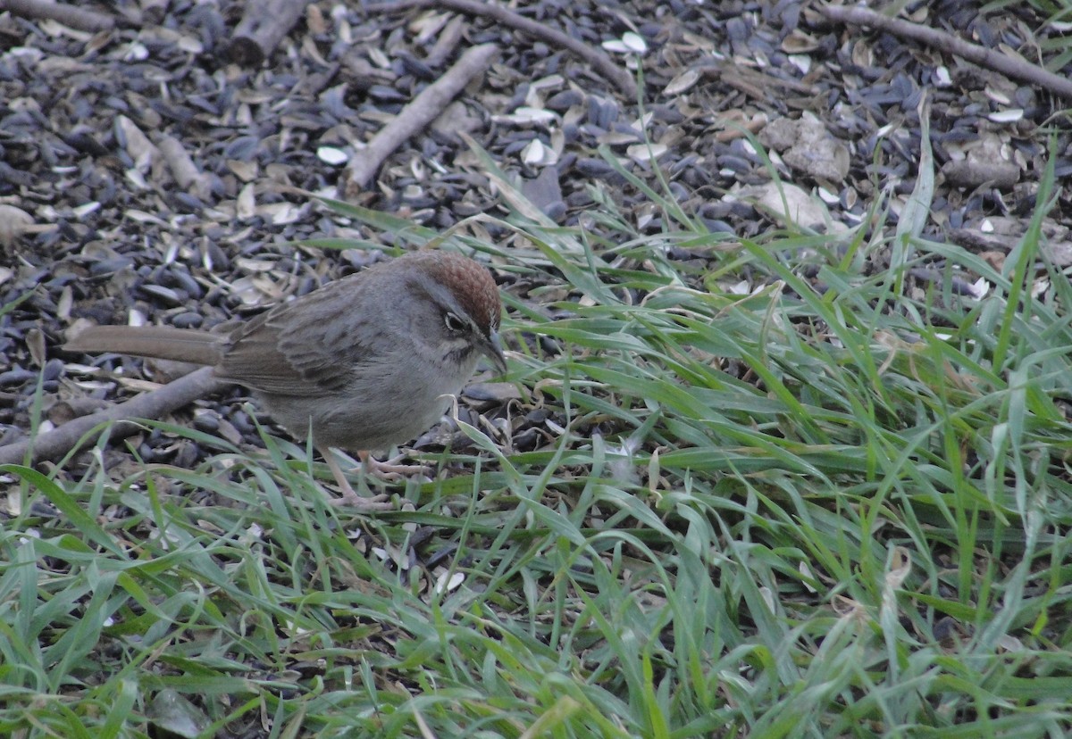 Rufous-crowned Sparrow - ML641156911