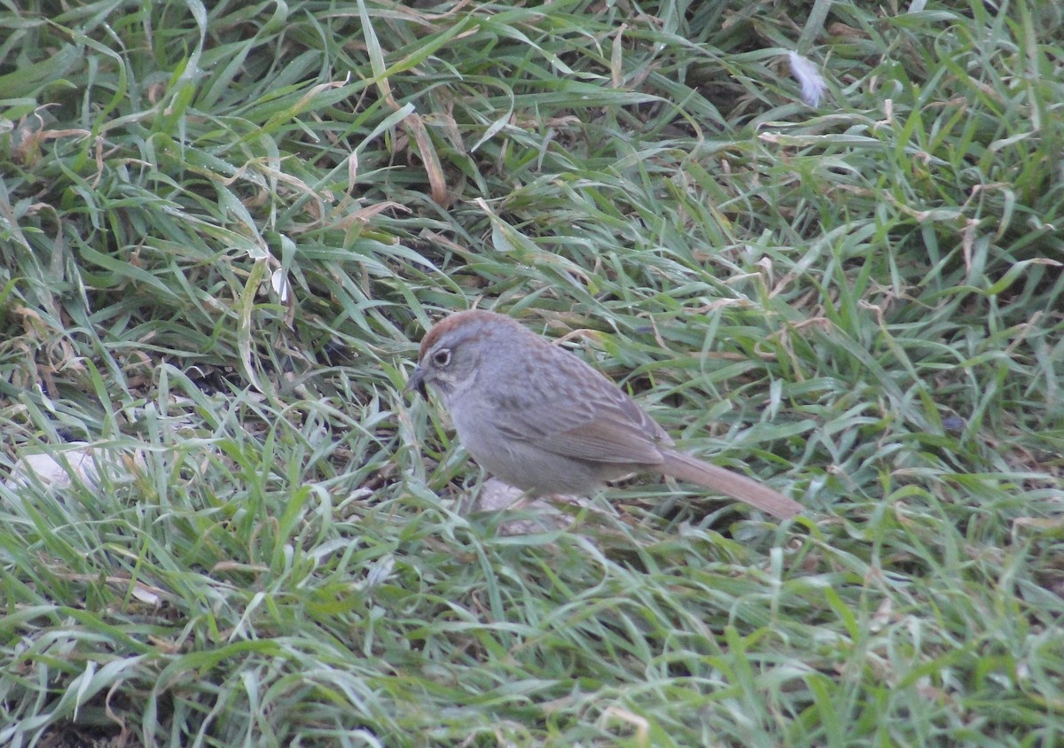 Rufous-crowned Sparrow - ML641156912