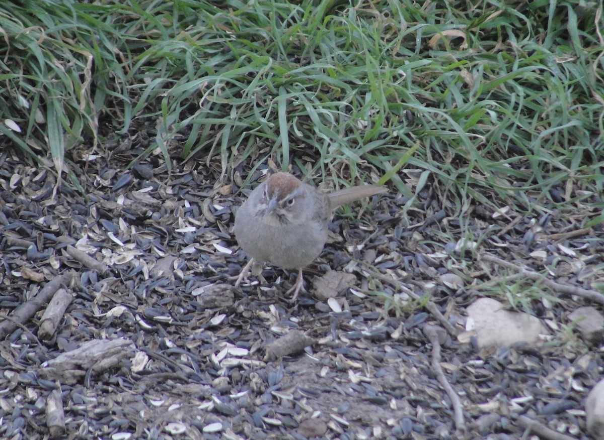 Rufous-crowned Sparrow - ML641156913