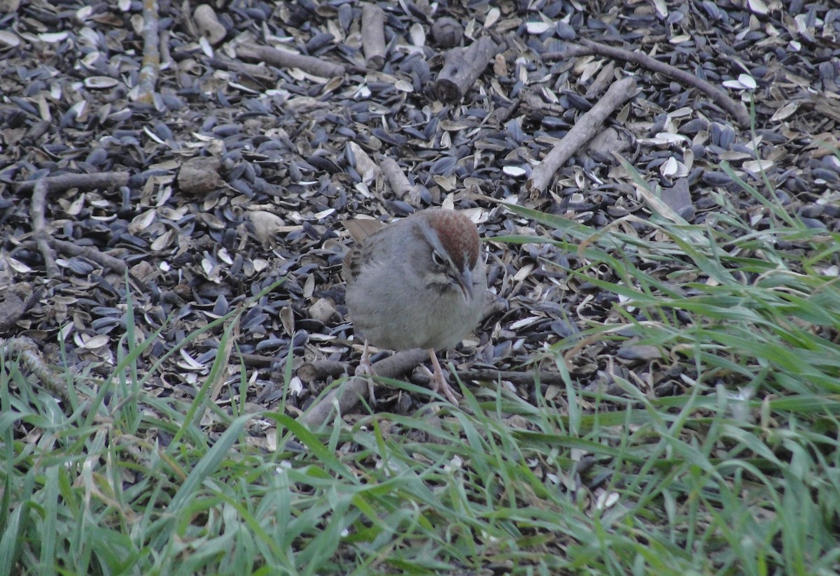 Rufous-crowned Sparrow - ML641156914