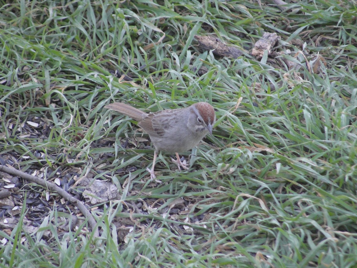 Rufous-crowned Sparrow - ML641156917