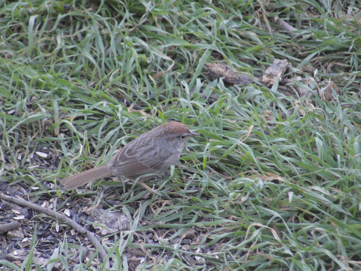 Rufous-crowned Sparrow - ML641156918