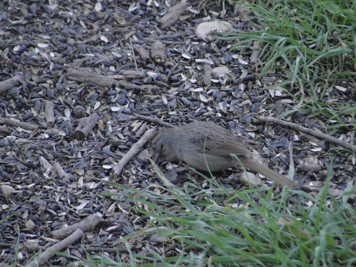 Rufous-crowned Sparrow - ML641156923