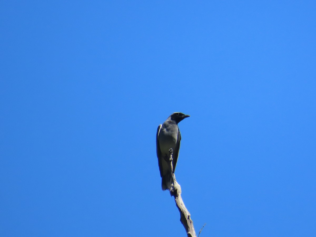 Black-faced Cuckooshrike - ML641156929