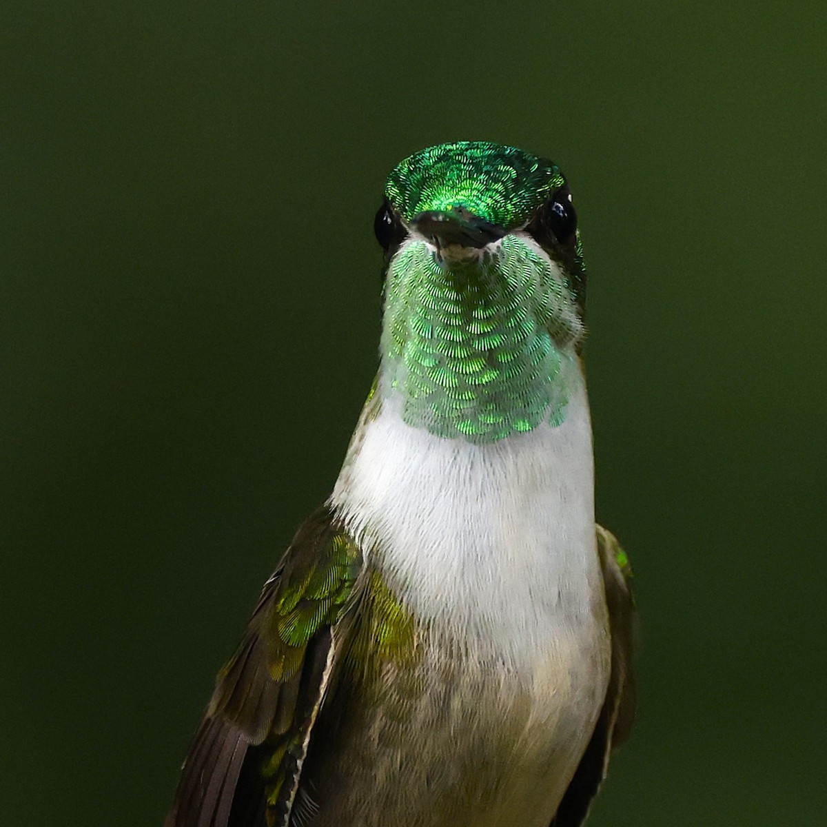 Green-throated Mountain-gem - ML641156937