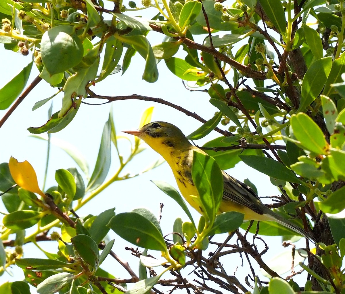 Prairie Warbler - ML641156946