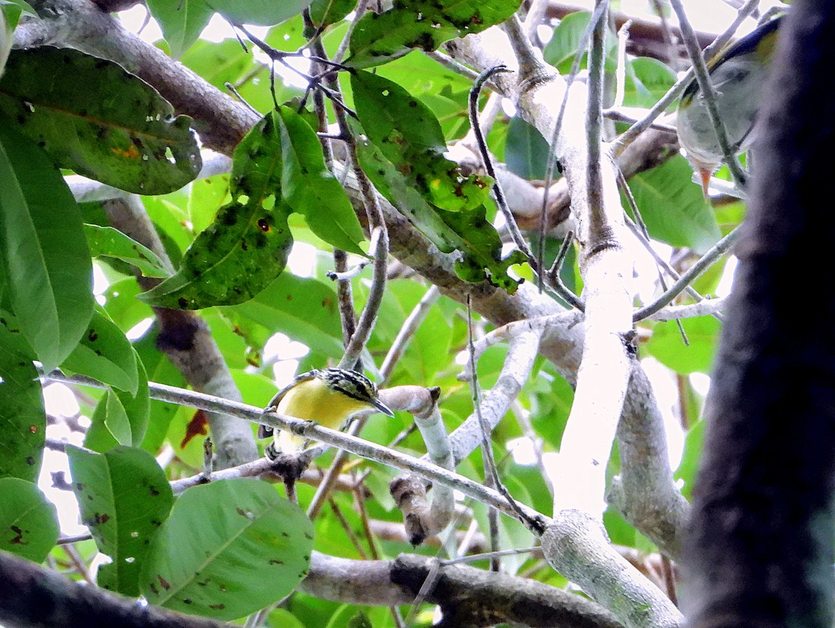 Sclater's Antwren - ML641156966