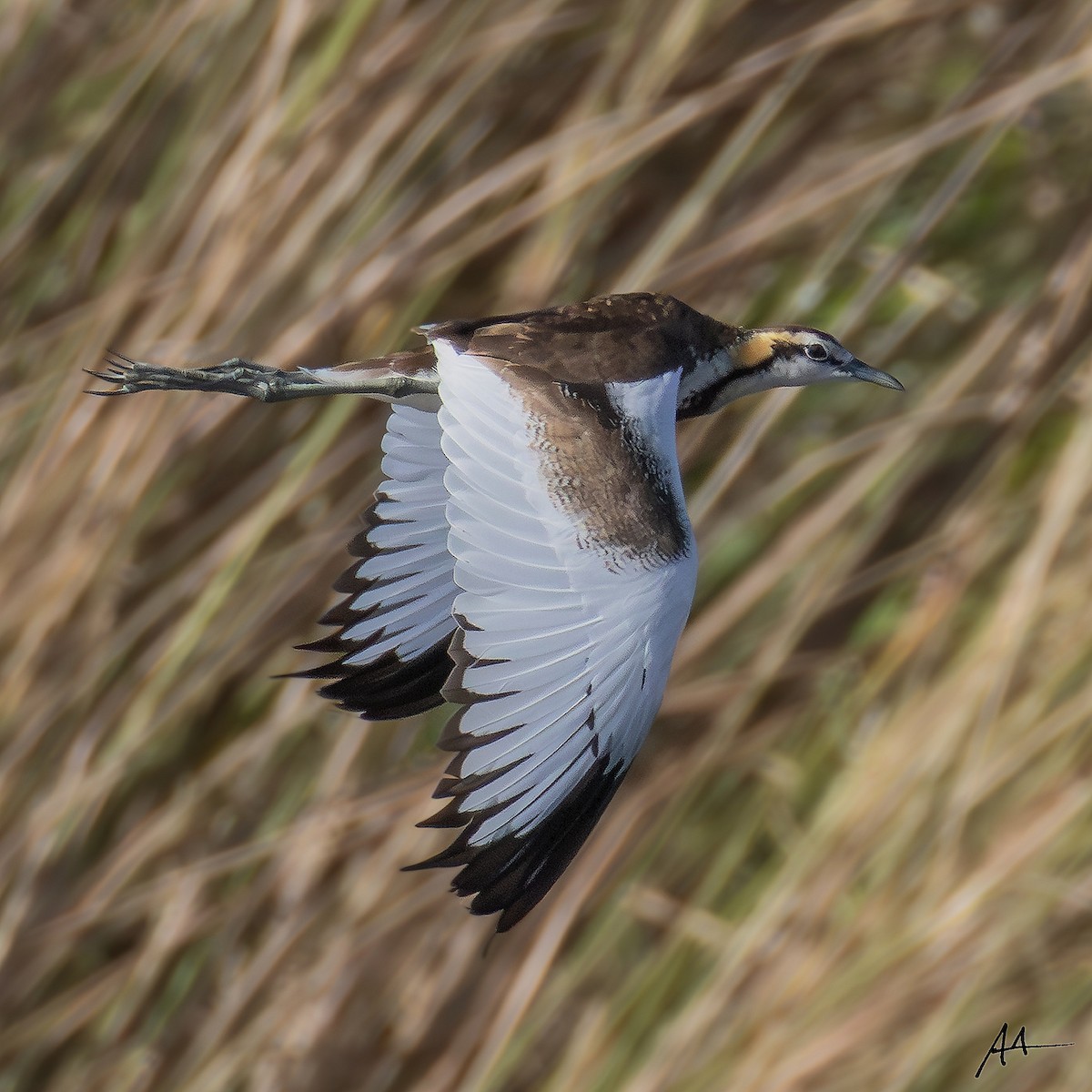 Jacana Colilarga - ML641156975