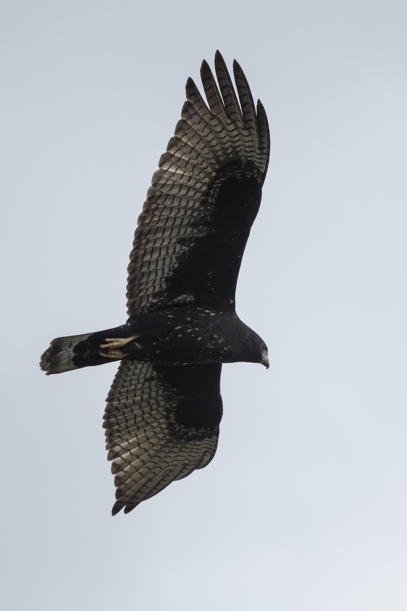 Zone-tailed Hawk - ML641156976