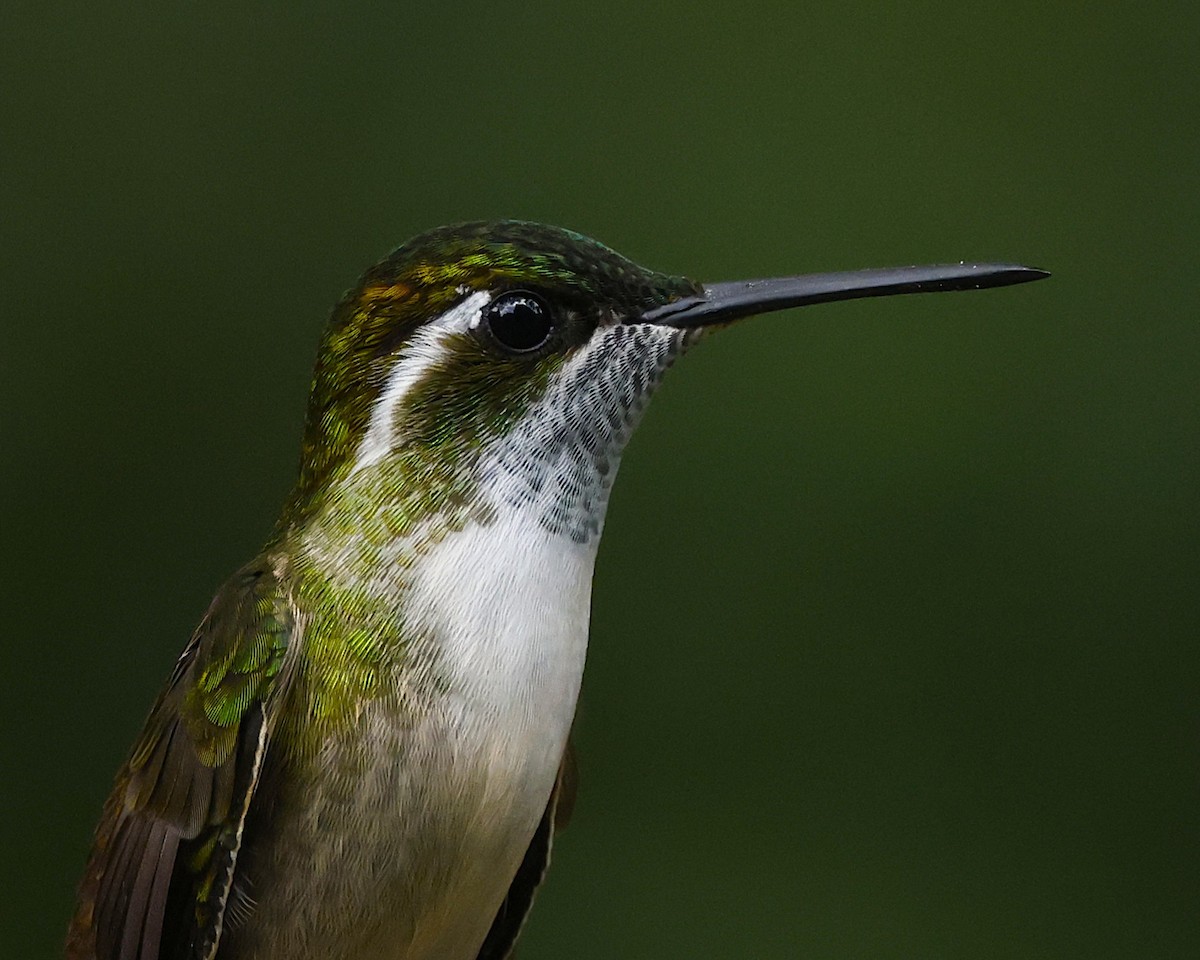 Green-throated Mountain-gem - ML641156984