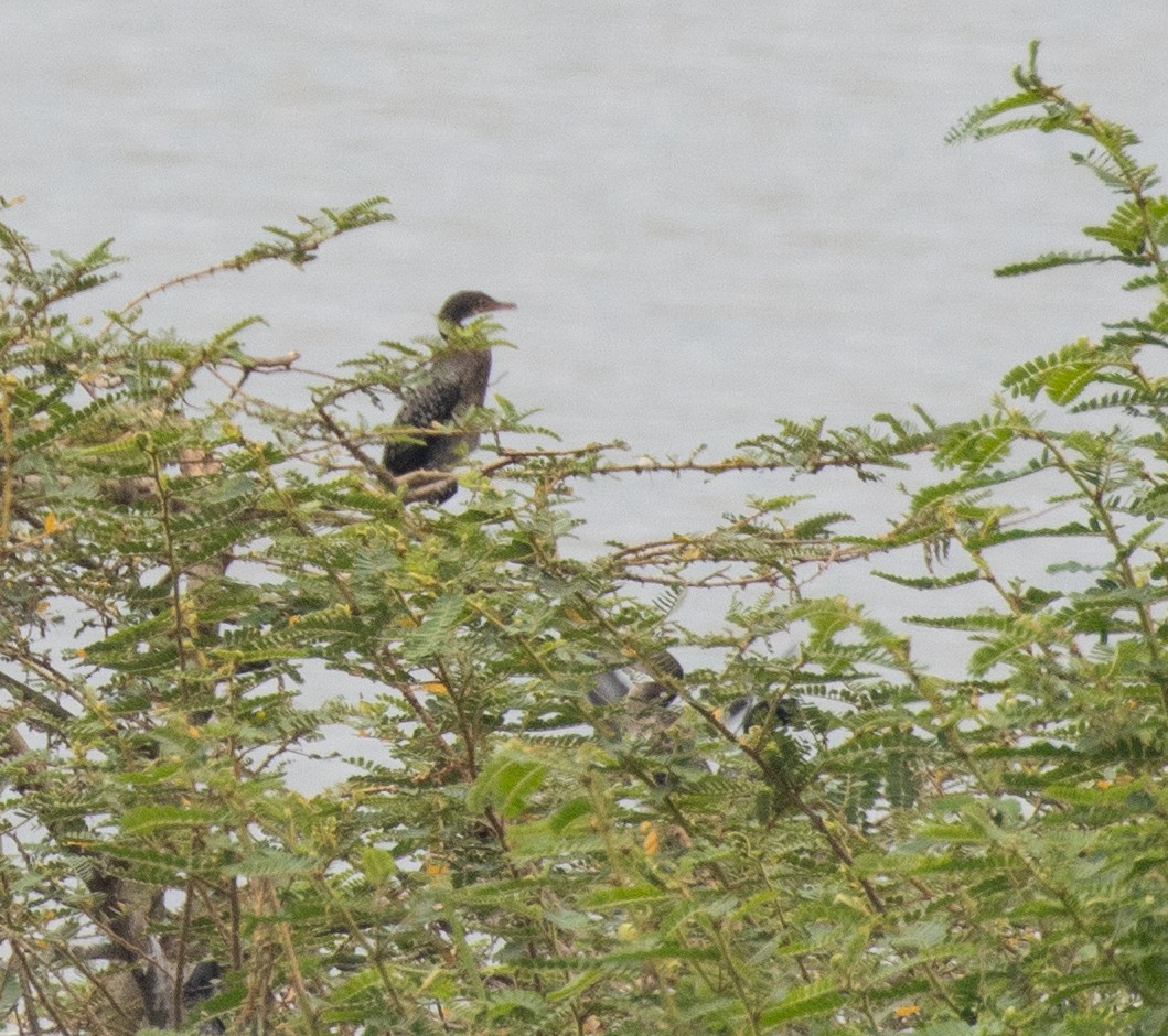 Reed Cormorant - ML641156986
