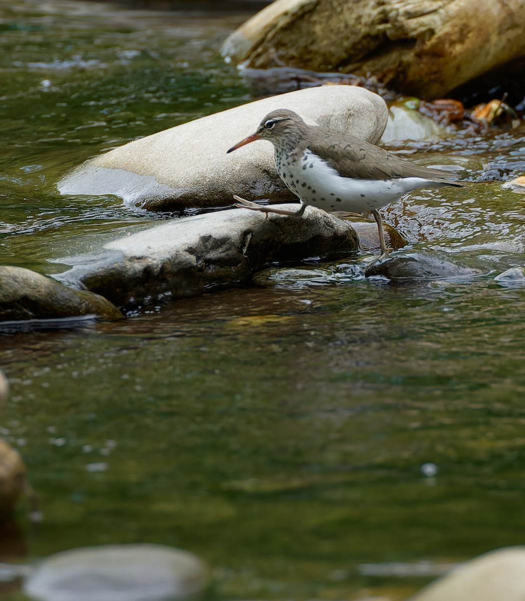Spotted Sandpiper - ML641157001