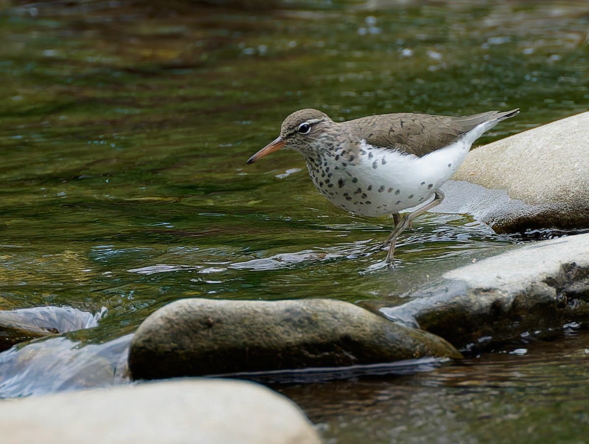 Spotted Sandpiper - ML641157010