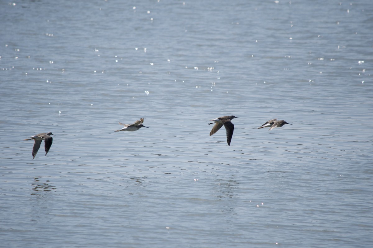 Greater Yellowlegs - ML641157027