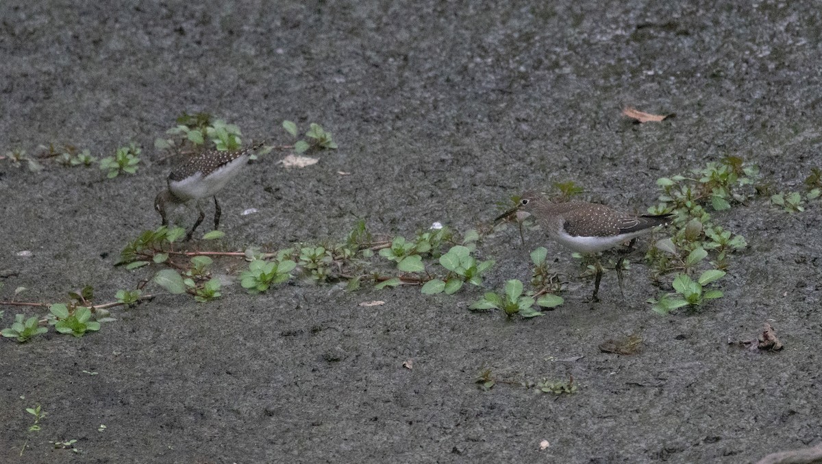 Solitary Sandpiper - ML641157030