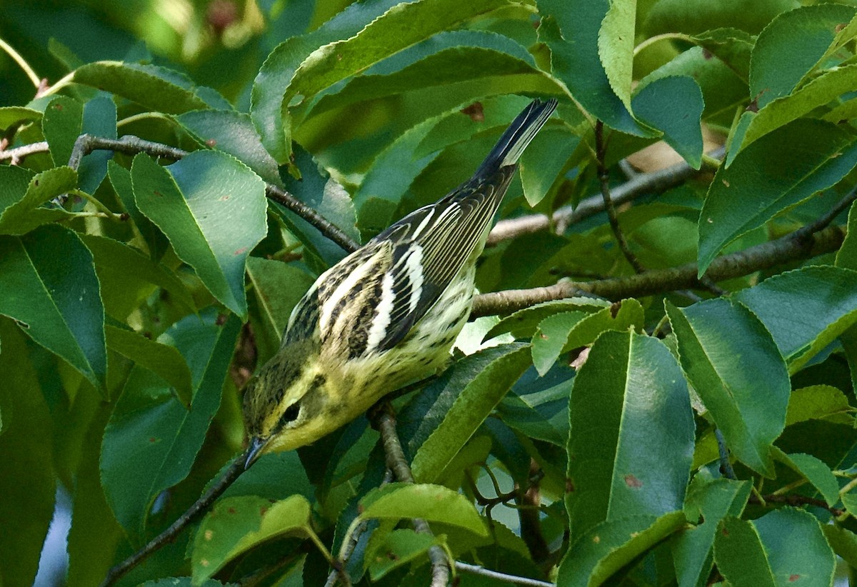Blackburnian Warbler - ML641157032