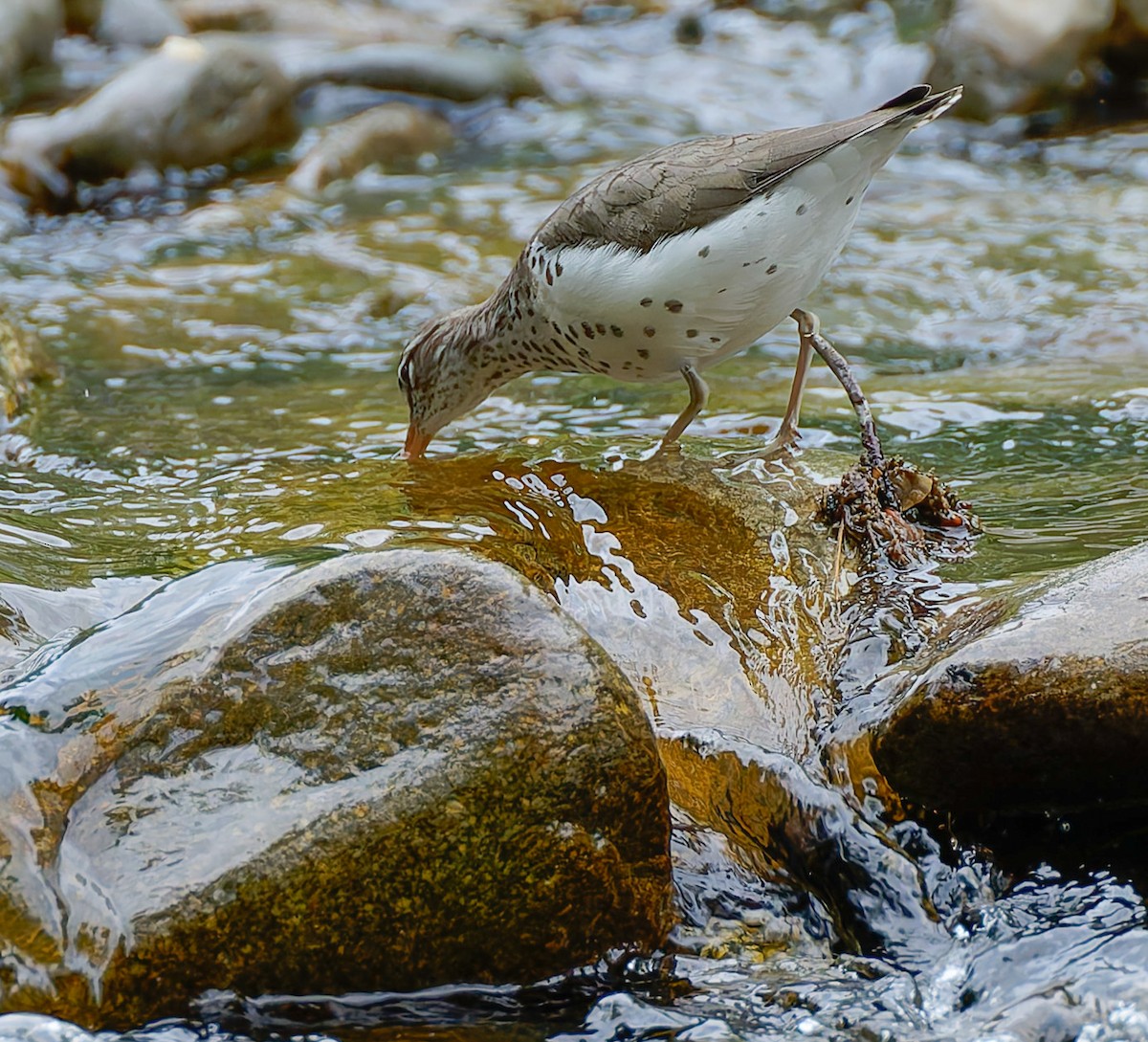 Spotted Sandpiper - ML641157042