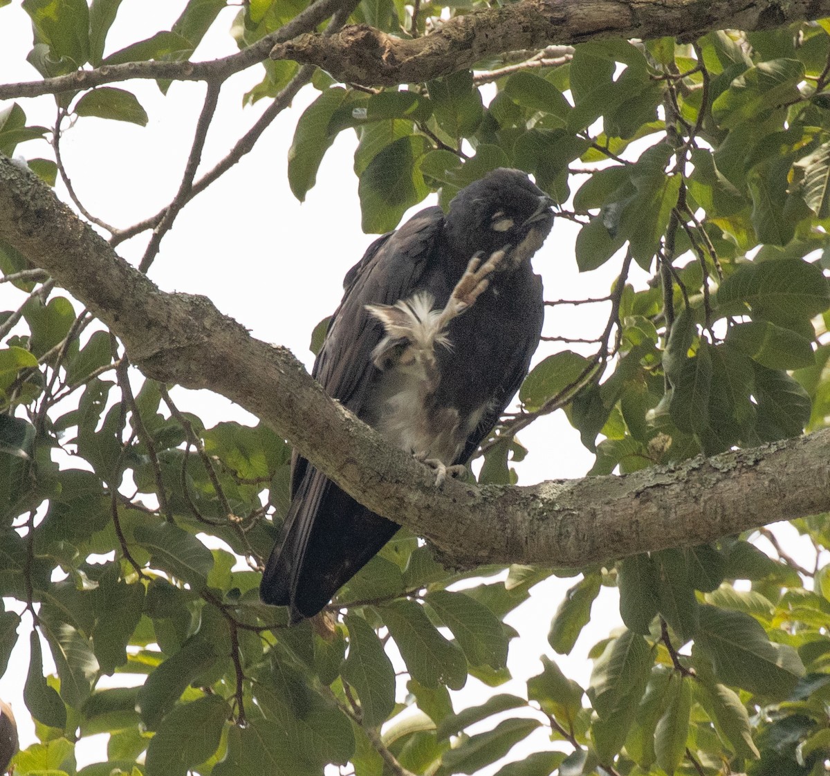 Bat Hawk - ML641157047