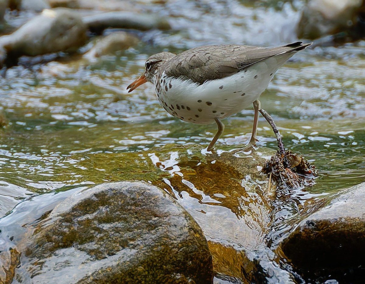 Spotted Sandpiper - ML641157055