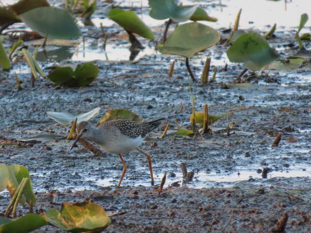 vodouš žlutonohý - ML641157060