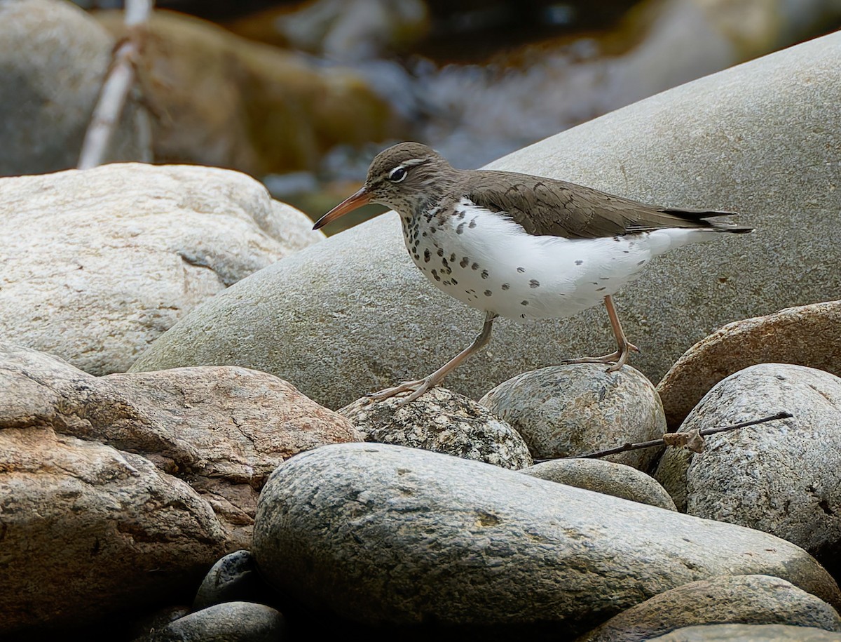 Spotted Sandpiper - ML641157066