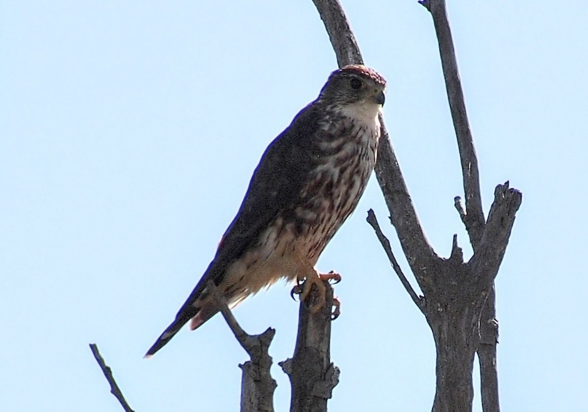 Merlin - ML641157075