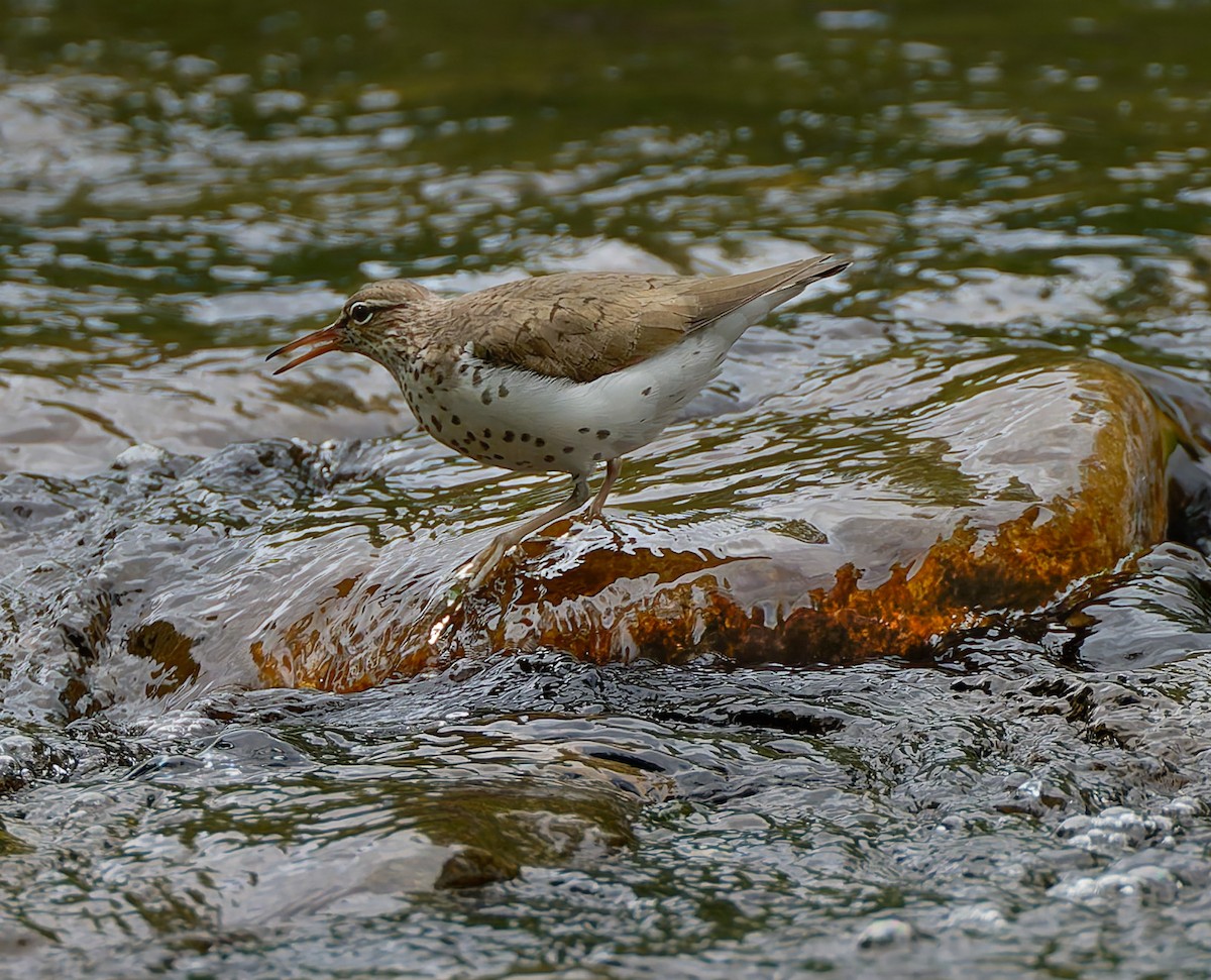 Spotted Sandpiper - ML641157083