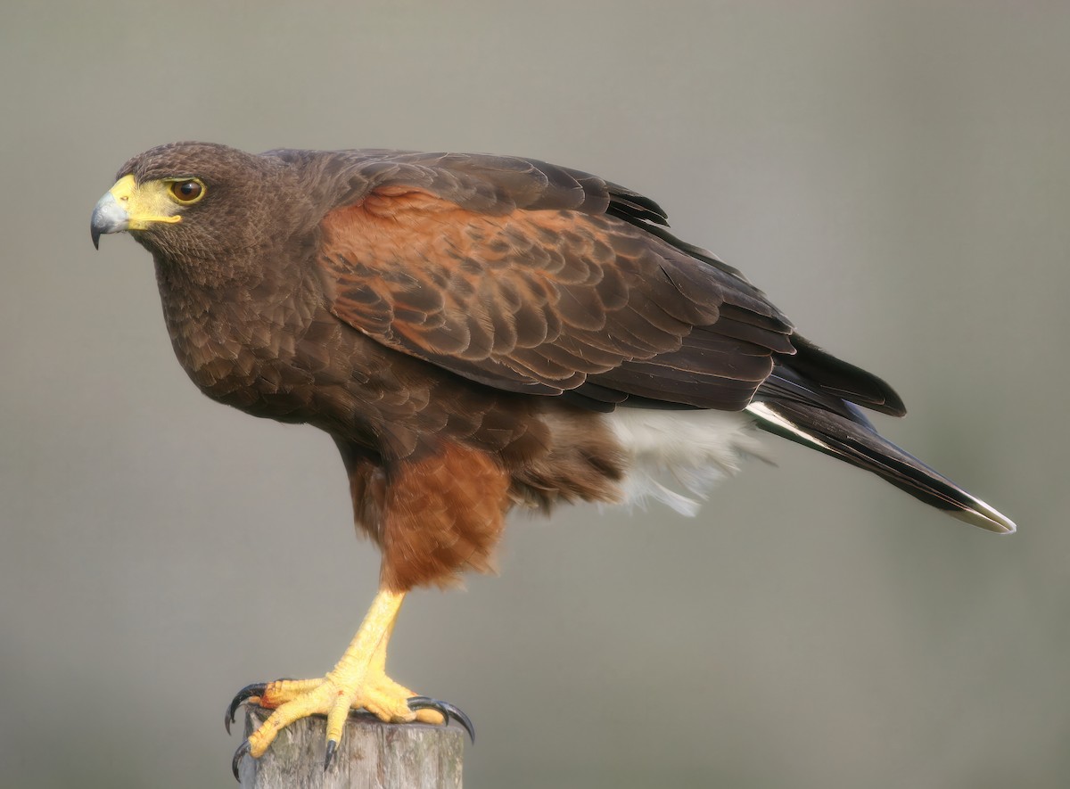 Harris's Hawk - ML641157088