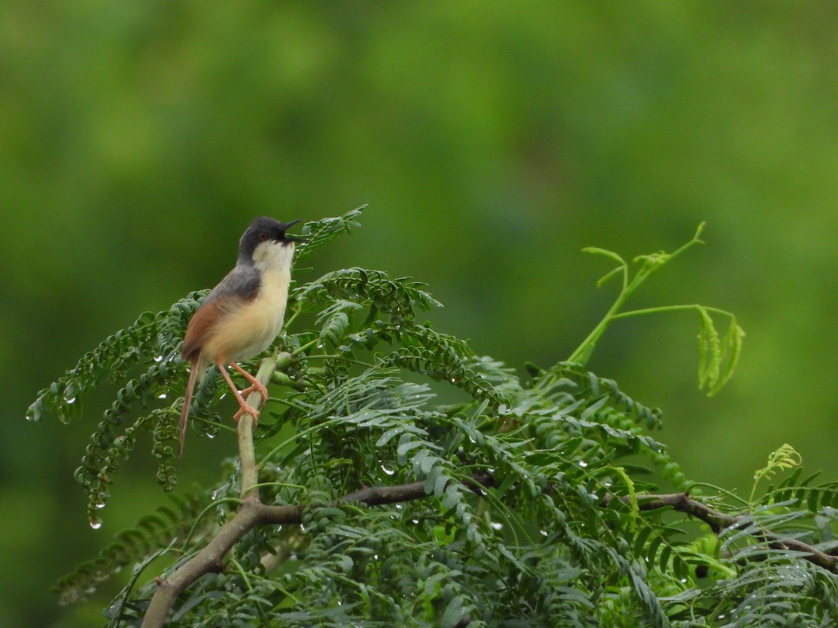 Ashy Prinia - ML641157107