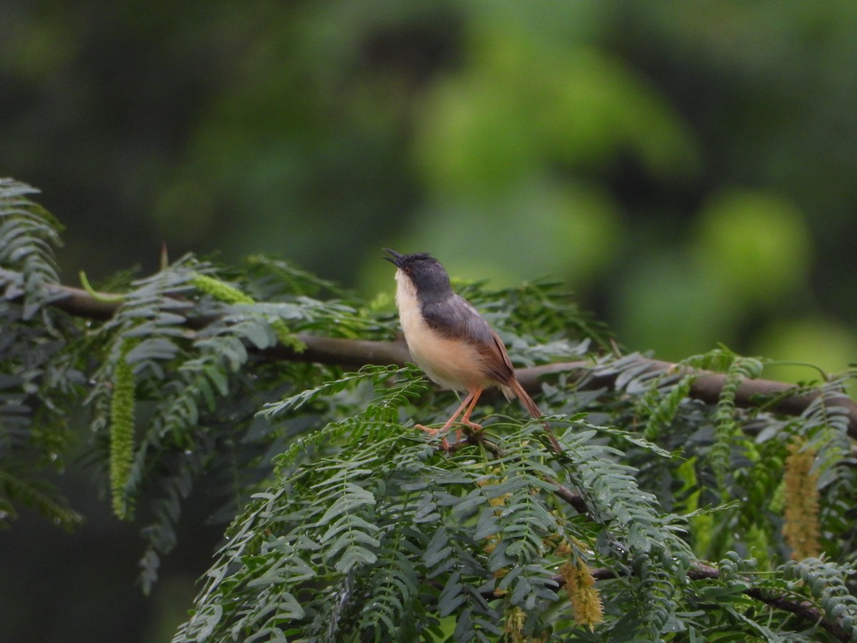 Ashy Prinia - ML641157108